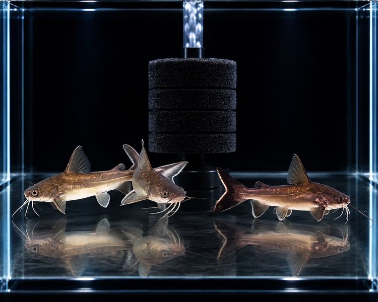 Berneyi Catfish ~ 12cm